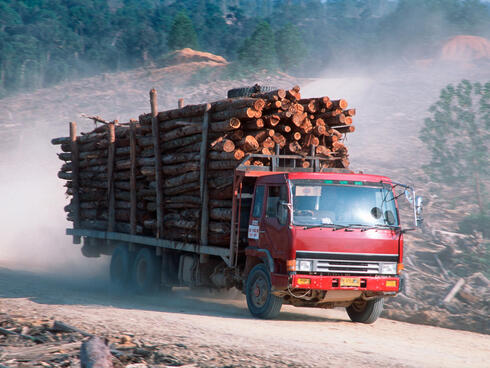 Illegal logging for paper industry and forest clearing for Palm oil plantation. TESSO NILO Plantation Riau, Sumatra, Indonesia