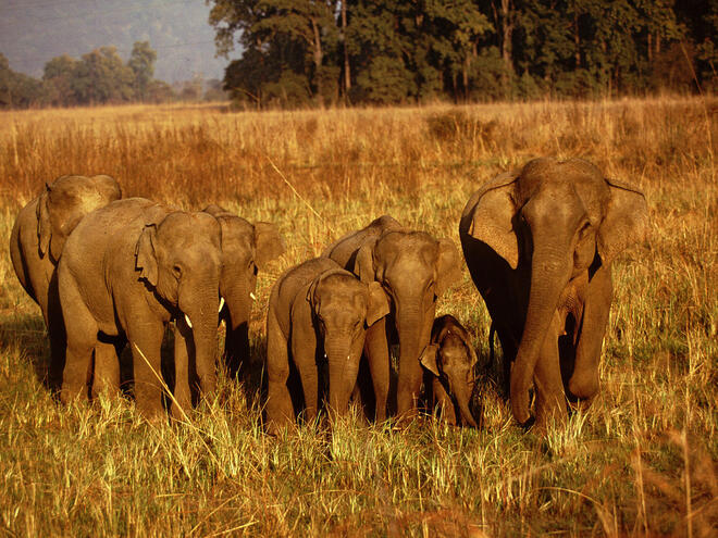 Elephas maximus bengalensis Indian elephant Corbett National Park India