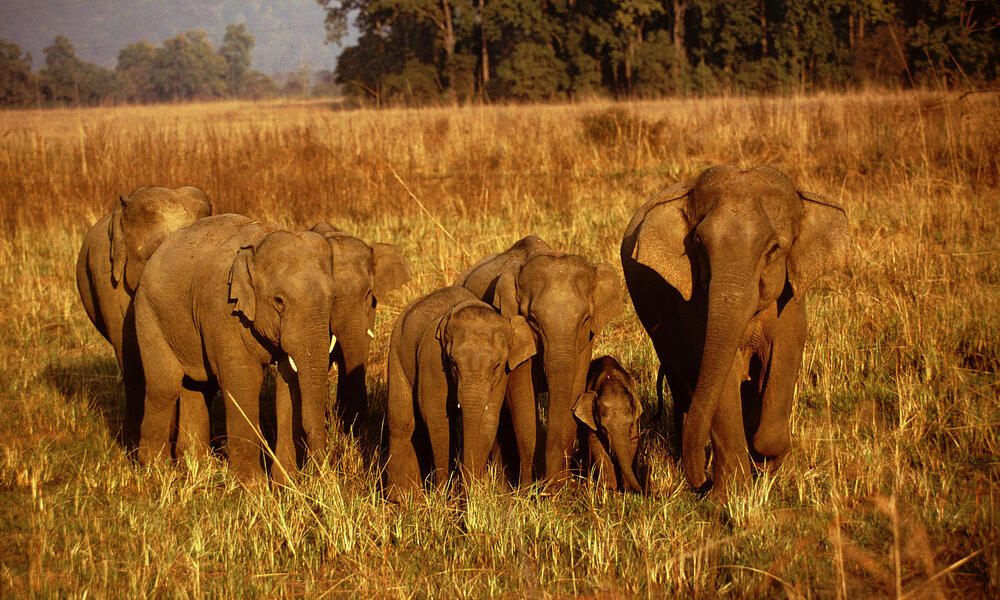 Elephas maximus bengalensis Indian elephant Corbett National Park India