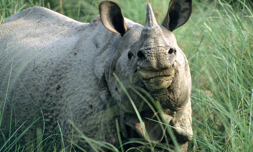 Rhino Horn, Pages