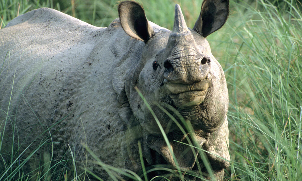 What is rhino horn made of?, News