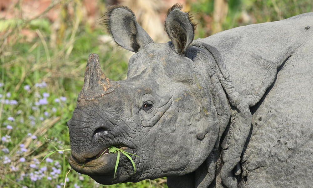 A greater one-horned rhino chews a mouthful of grass
