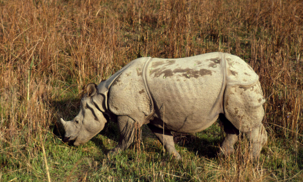 Rhinoceros unicornis Indian rhinoceros Royal Chitwan National Park, Nepal