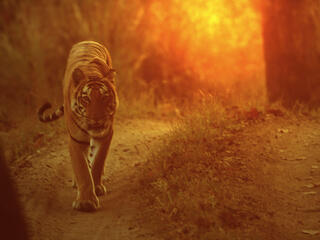 Indian Tiger