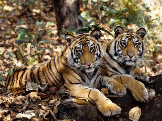Two tigers lying side-by-side