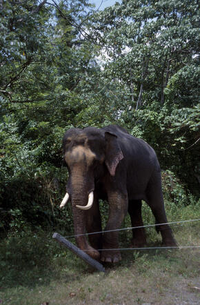 Indian elephant 