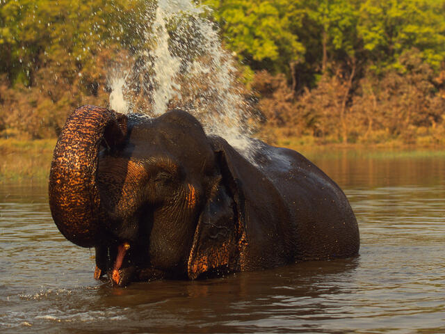 Indian elephant bathing