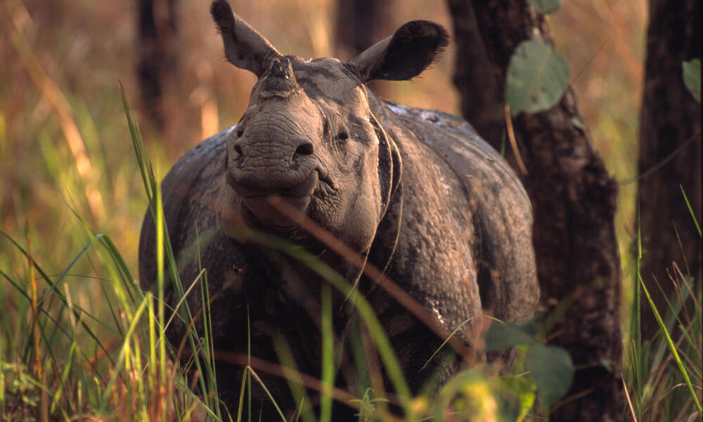 An Indian rhinoceros in the Chitwan National Park.