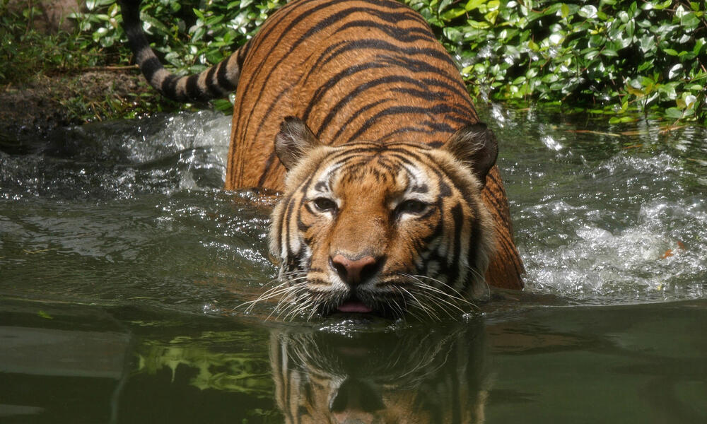 Indochinese Tiger 