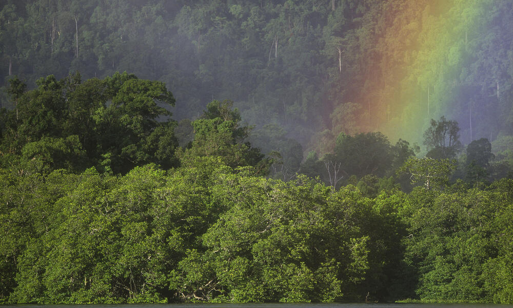 Deforestation in the  rainforest continues to plunge