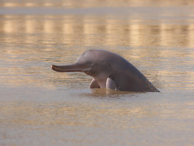 Indus River Dolphin | Species | WWF