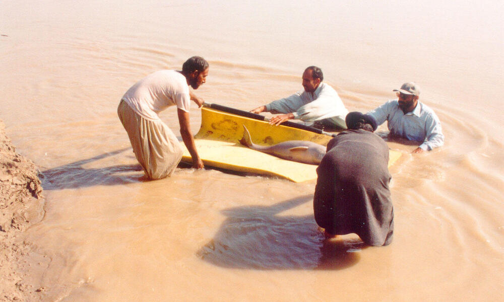 Indus River Dolphin 