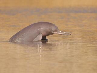 A gray river dolphin's head breaches the water
