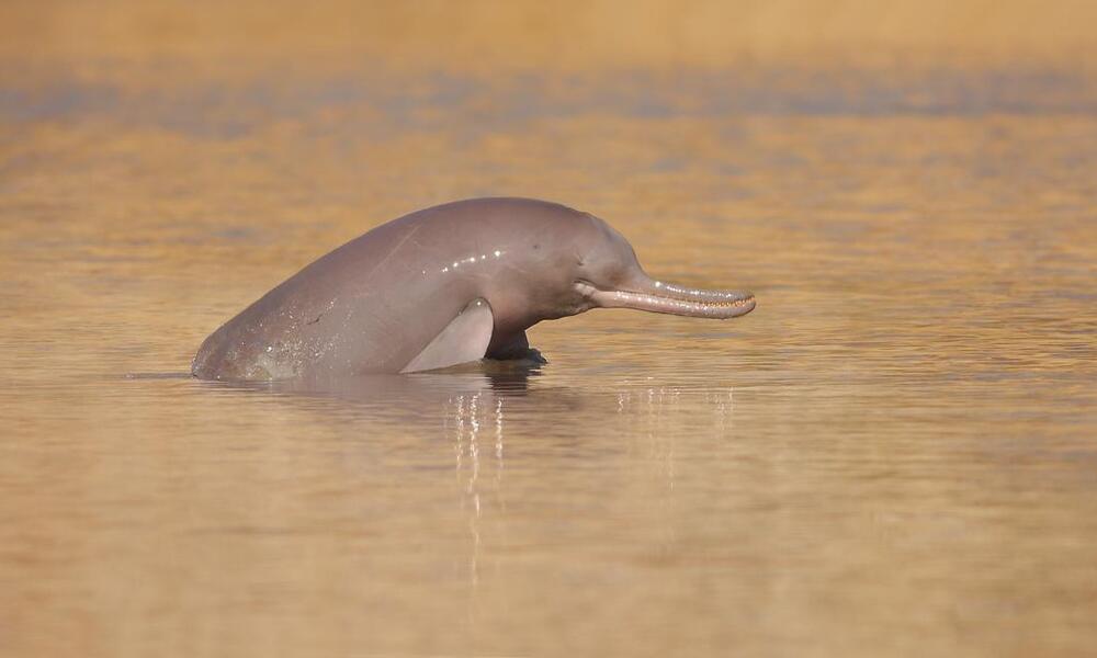 A gray river dolphin's head breaches the water