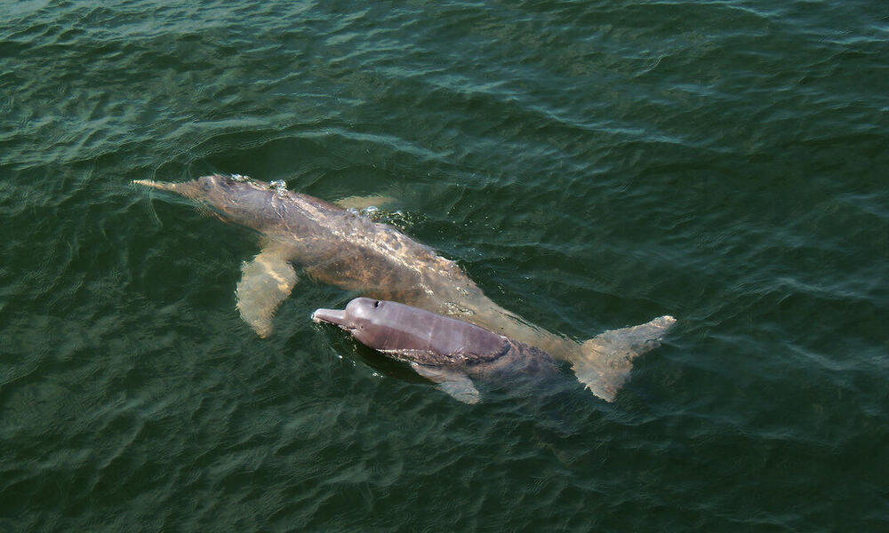 Pink river dolphin and calf.