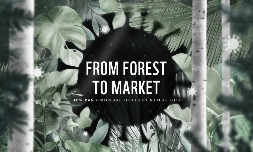 Dari Hutan Ke Pasar |  cerita