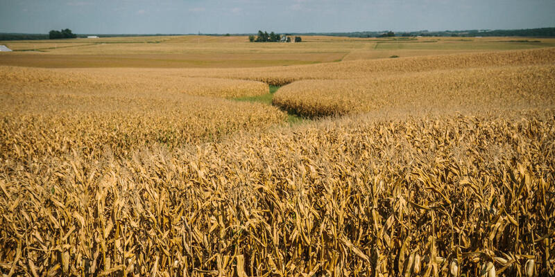 Iowa cropland
