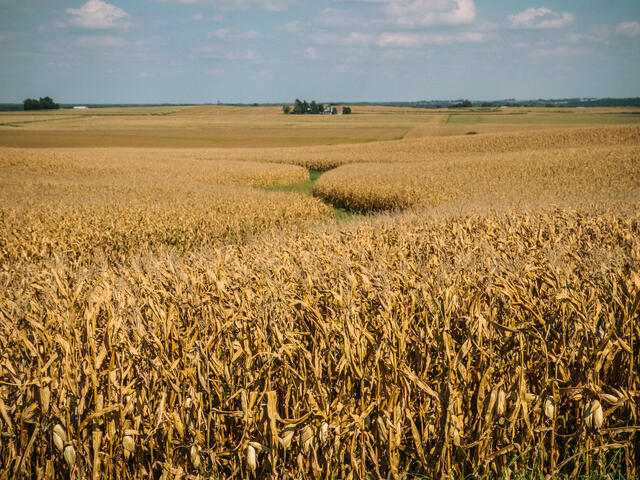 A wide landscape of a golden cornfield, with a winding green path through the middle