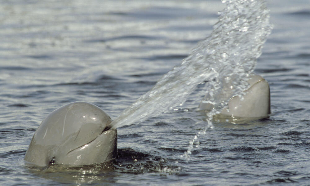 Irrawaddy Dolphins: The Smiling Faces of the Mekong | Stories | WWF