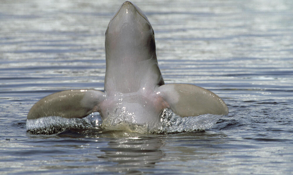 irrawaddy river dolphin