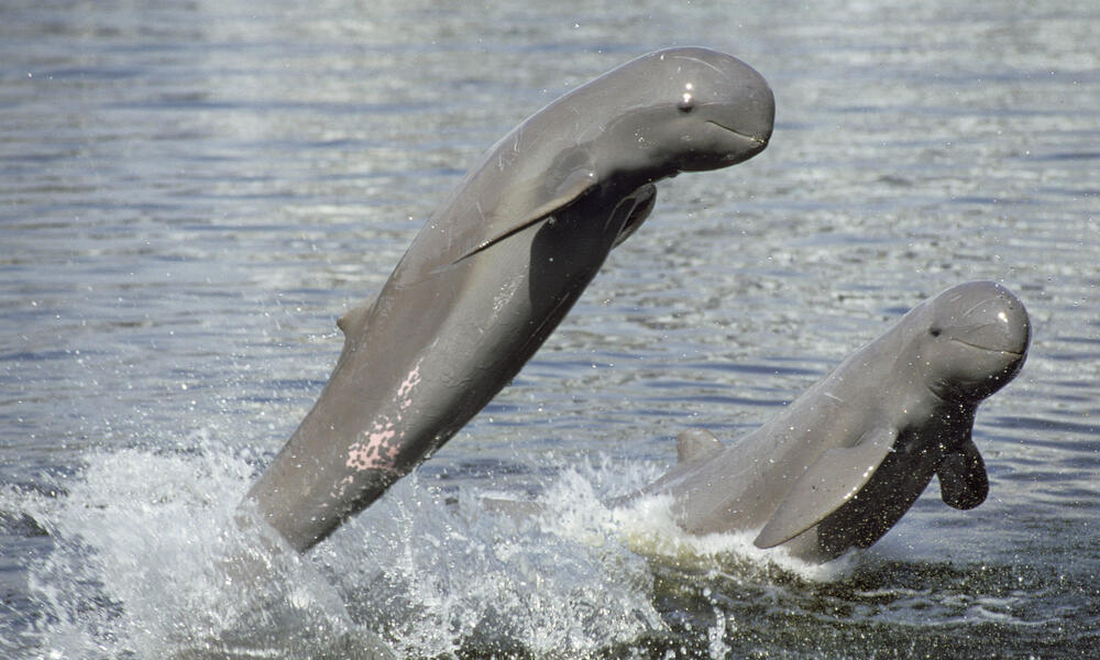 dolphin jumping