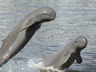 dolphin jumping