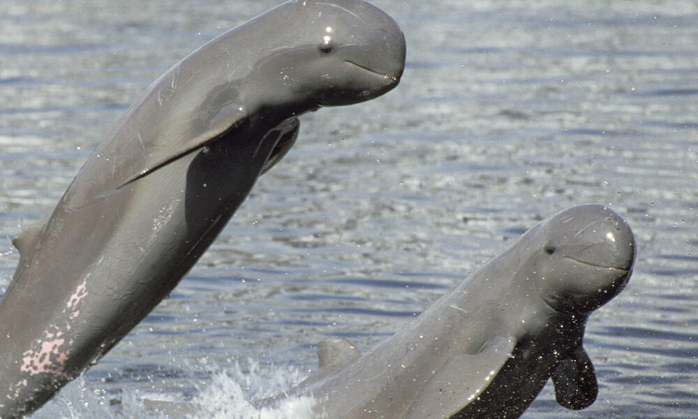 dolphin jumping