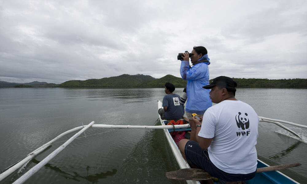 Irrawaddy Dolphin 