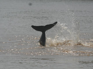 Irrawaddy Dolphin 