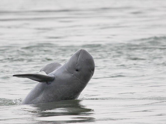 Irrawaddy dolphin breaching