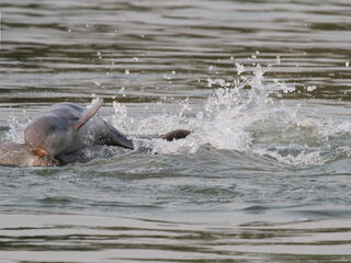 Irrawaddy dolphin calf 