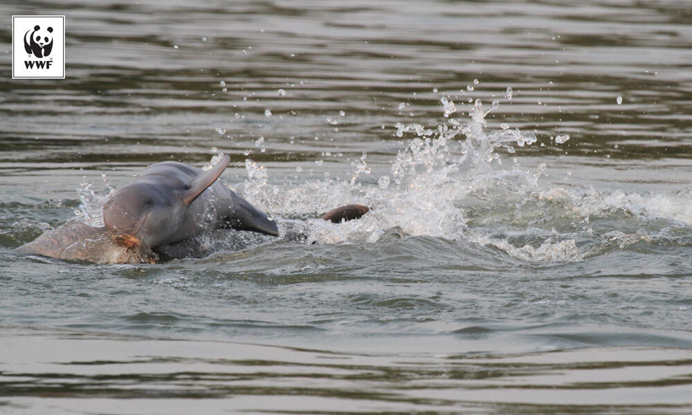 Irrawaddy dolphin calf 