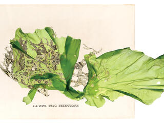 Sea lettuce