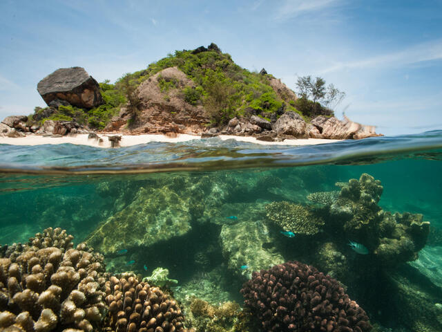 Photo split with underwater view of reefs and above water view of sandy island vegetation
