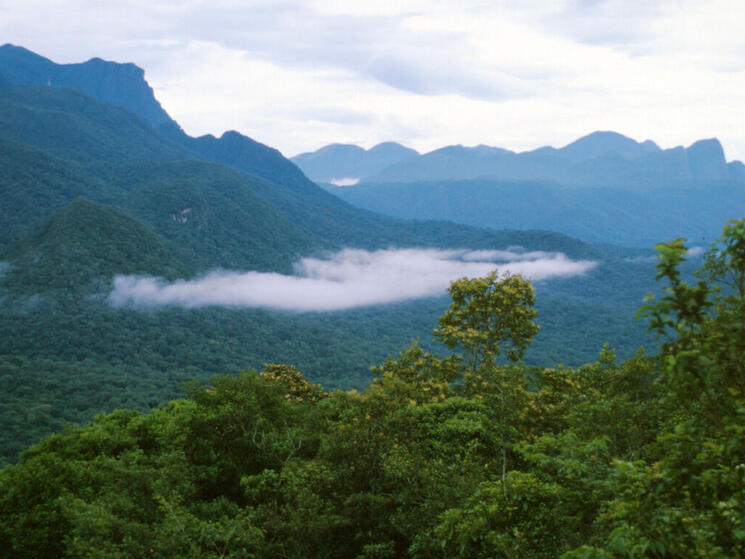 aerial view of forest with mountains in the background