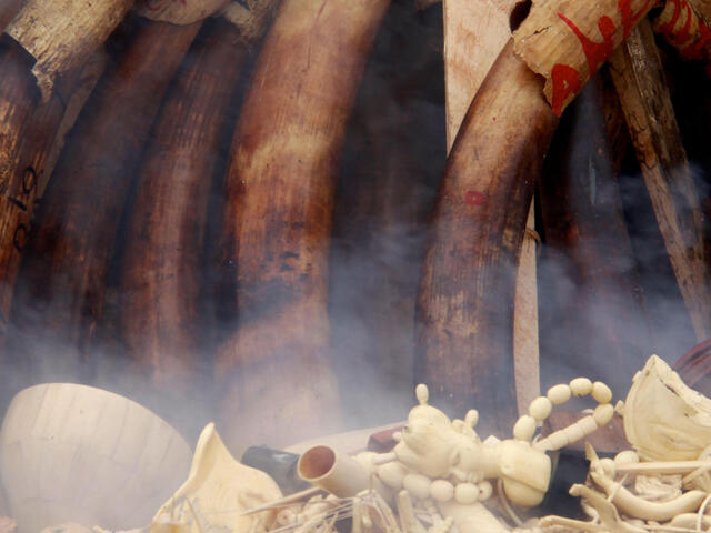 Elephant tusks and ivory products and trinkets go up in flames during the burning of Gabon's illegal ivory