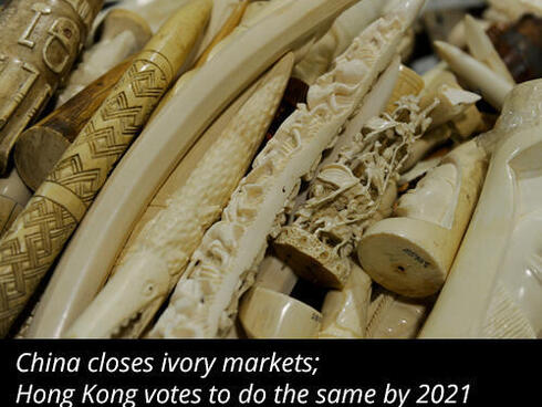 Ivory update
