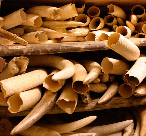 ivory tusks piled up