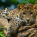 A jaguar lays on a log and looks at the camera