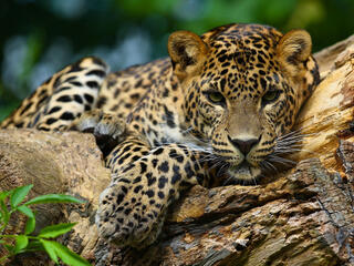 A jaguar lays on a log and looks at the camera