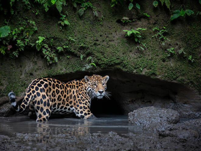 A jaguar walks through water