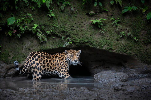 A jaguar walks through water