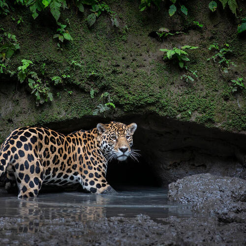 A jaguar walks through water