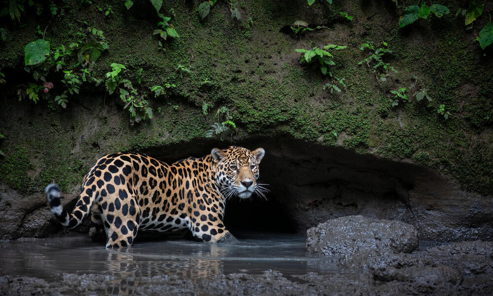 A jaguar walks through water