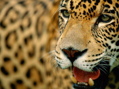  Jaguar (Panthera onca), Pantanal, Mato grosso, Brazil