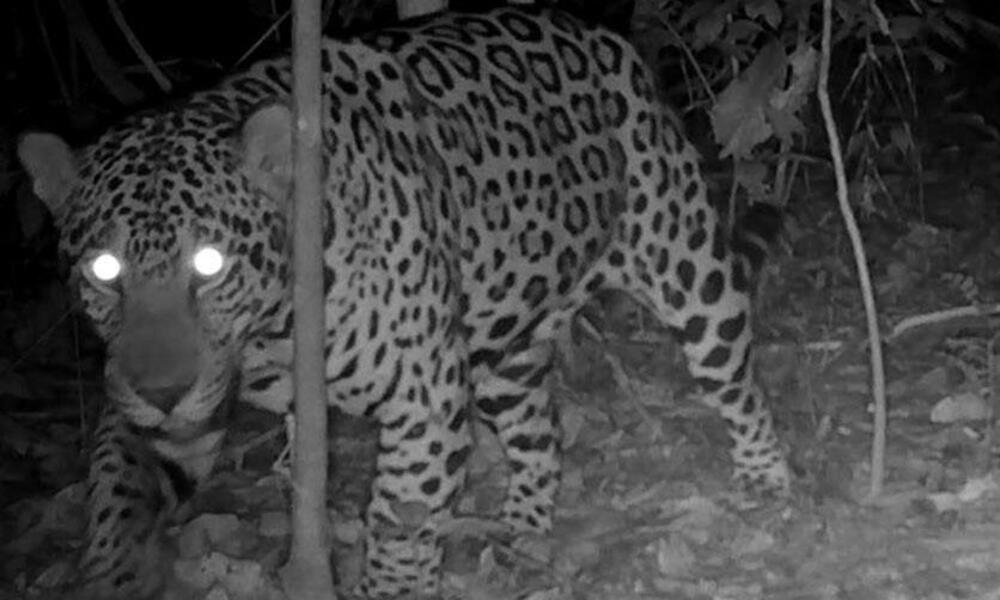 Photo of a jaguar in Brazil taken by a camera trap