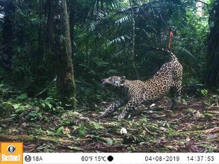 A jaguar stretches in front of a camera trap in the Amazon