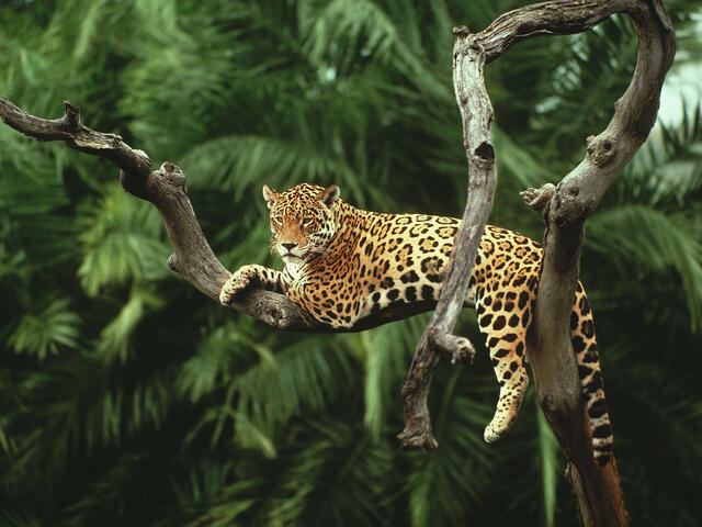Jaguar | Species | WWF