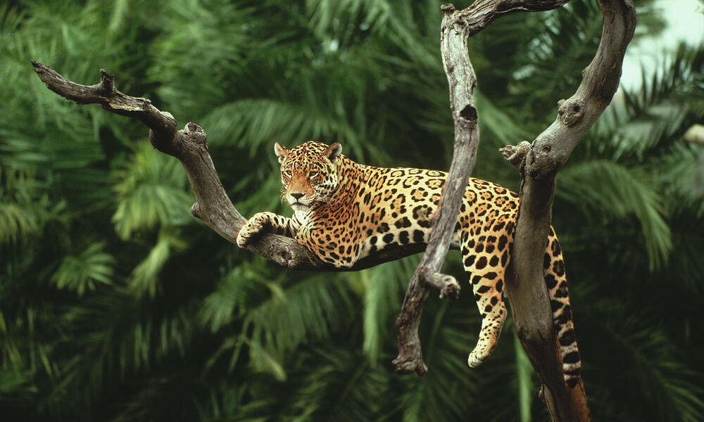 Jaguar lies on a branch in a tree