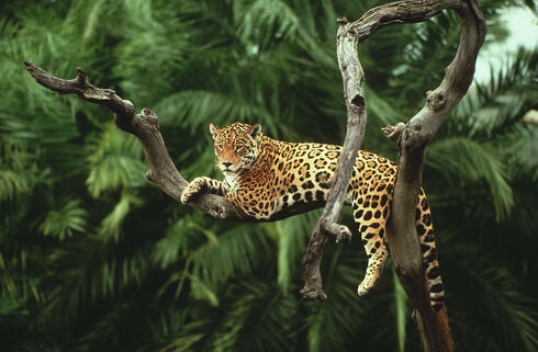 Jaguar lies on a branch in a tree